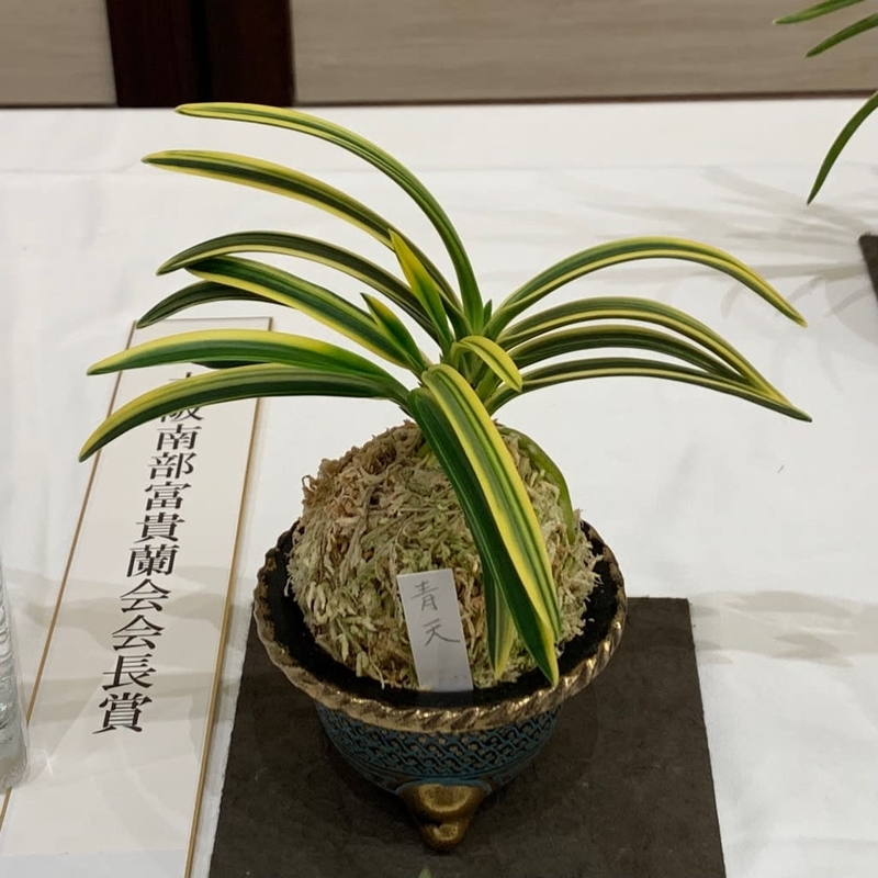 第76回 日本富貴蘭会 美術品評全国大会の展示品 - 純風満蘭（富貴蘭