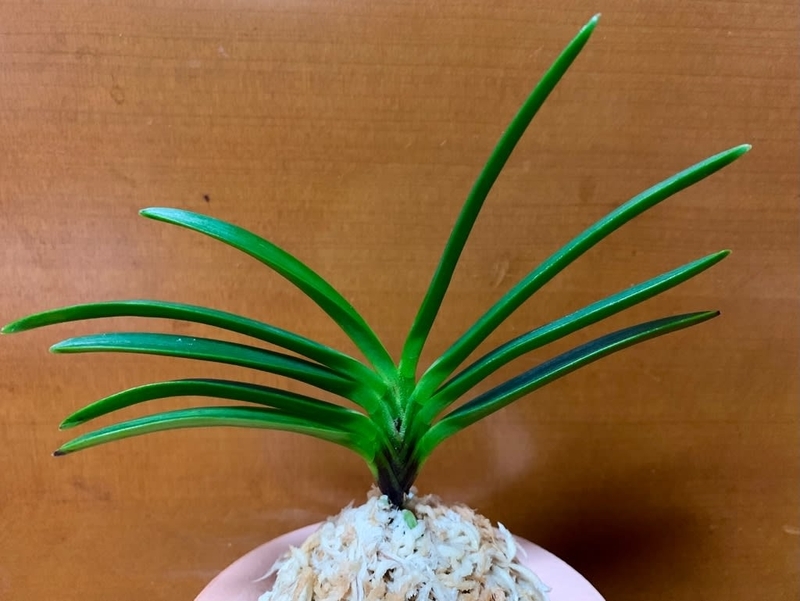 富貴蘭　黄牡丹錦 黄牡丹錦 覆輪が出来た。 : □ サムライ オーキッド □ 富貴蘭