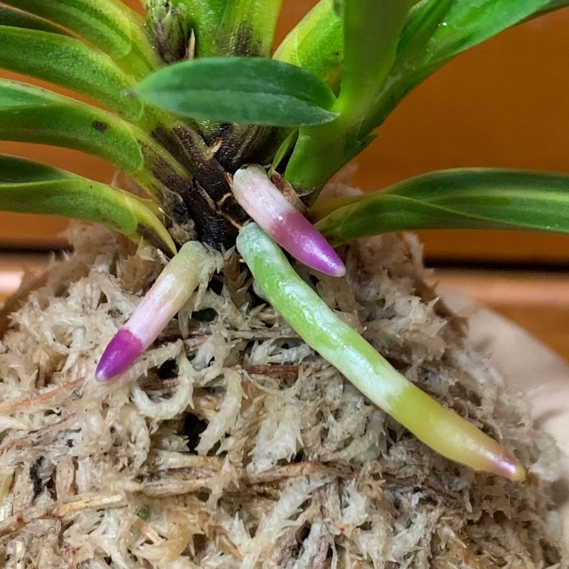 建国縞No.136 - 純風満蘭（富貴蘭・風蘭ブログ 着生蘭よもやま話）