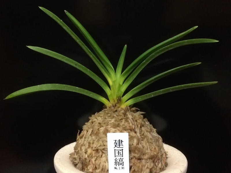 建国縞No.136 - 純風満蘭（富貴蘭・風蘭ブログ 着生蘭よもやま話）