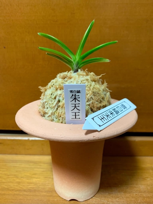 雪白縞 朱天王 - 純風満蘭（富貴蘭・風蘭ブログ 着生蘭よもやま話）