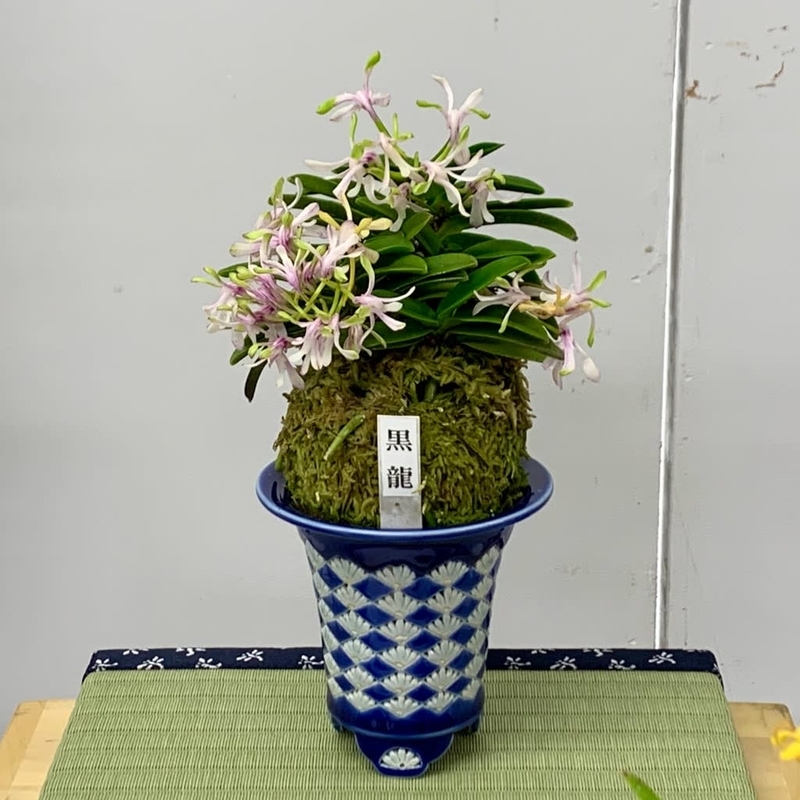 彩と香の富貴蘭展 - 純風満蘭（富貴蘭・風蘭ブログ 着生蘭よもやま話）