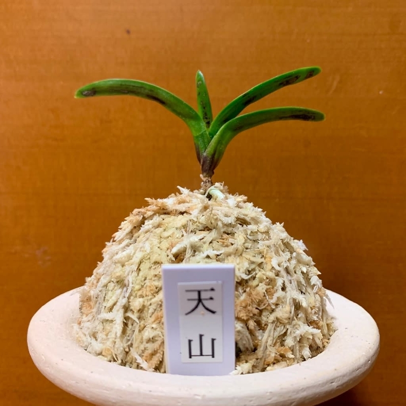 天山 - 純風満蘭（富貴蘭・風蘭ブログ 着生蘭よもやま話）