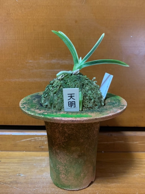 天明 - 純風満蘭（富貴蘭・風蘭ブログ 着生蘭よもやま話）