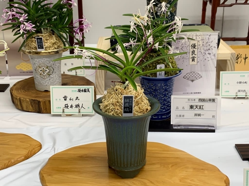 彩と香の富貴蘭展 - 純風満蘭（富貴蘭・風蘭ブログ 着生蘭よもやま話）