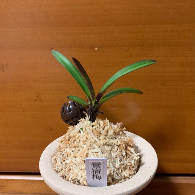 鶯宿梅 - 純風満蘭（富貴蘭・風蘭ブログ 着生蘭よもやま話）