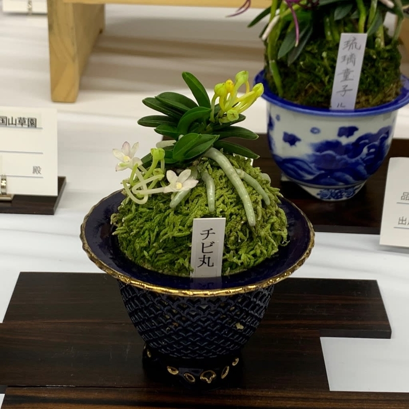 彩と香の富貴蘭展 - 純風満蘭（富貴蘭・風蘭ブログ 着生蘭よもやま話）