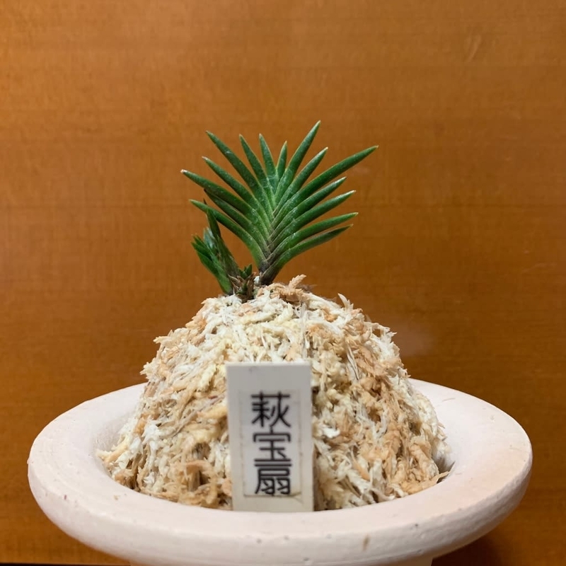 萩宝扇 - 純風満蘭（富貴蘭・風蘭ブログ 着生蘭よもやま話）