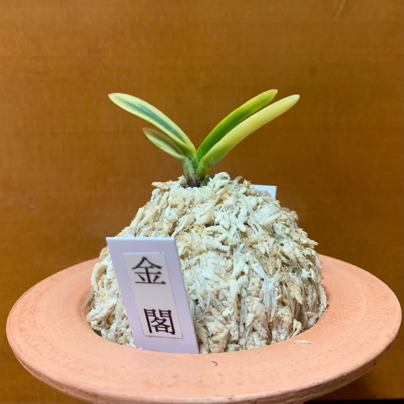 金閣 - 純風満蘭（富貴蘭・風蘭ブログ 着生蘭よもやま話）