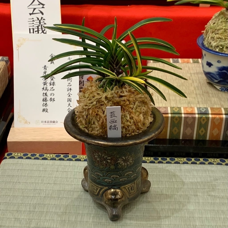 第76回 日本富貴蘭会 美術品評全国大会の展示品 - 純風満蘭（富貴蘭