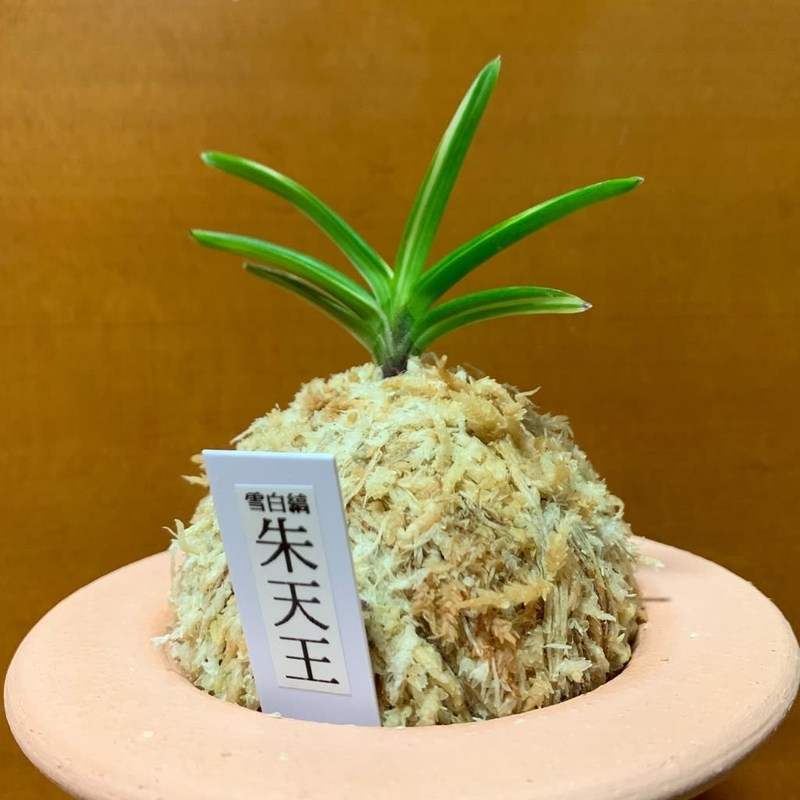 雪白縞 朱天王 - 純風満蘭（富貴蘭・風蘭ブログ 着生蘭よもやま話）