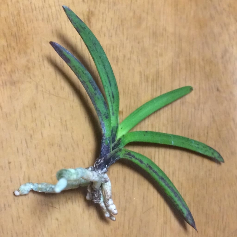激安!!東京土産編】富貴蘭 月笙 月笙 - 純風満蘭（富貴