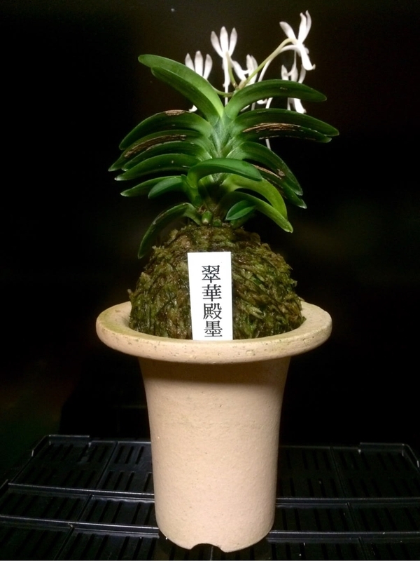 翠華殿墨 - 純風満蘭（富貴蘭・風蘭ブログ 着生蘭よもやま話）