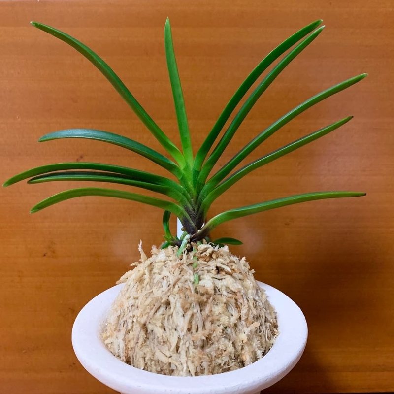 至宝の逸品】富貴蘭 必見!!黄牡丹錦 至宝の逸品】富貴蘭 必見!!黄牡丹