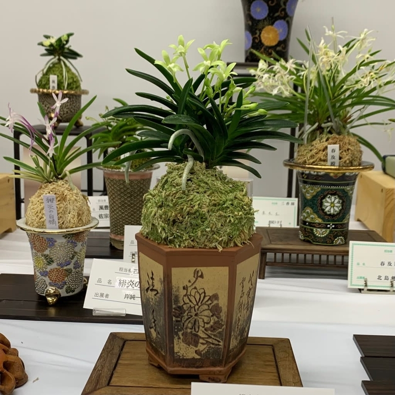 彩と香の富貴蘭展 - 純風満蘭（富貴蘭・風蘭ブログ 着生蘭よもやま話）