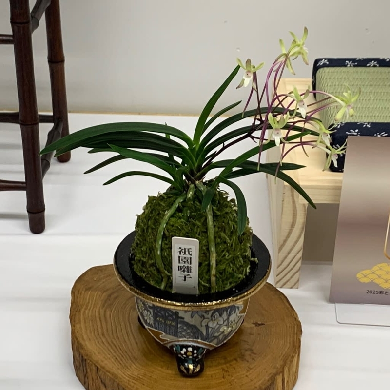 彩と香の富貴蘭展 - 純風満蘭（富貴蘭・風蘭ブログ 着生蘭よもやま話）