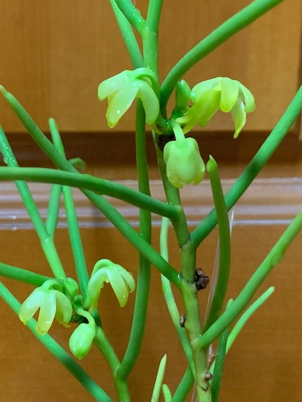 ボウラン白斑 ボウラン（翠雲）の花が咲きました - 純風満蘭（富貴蘭・風蘭ブログ 着