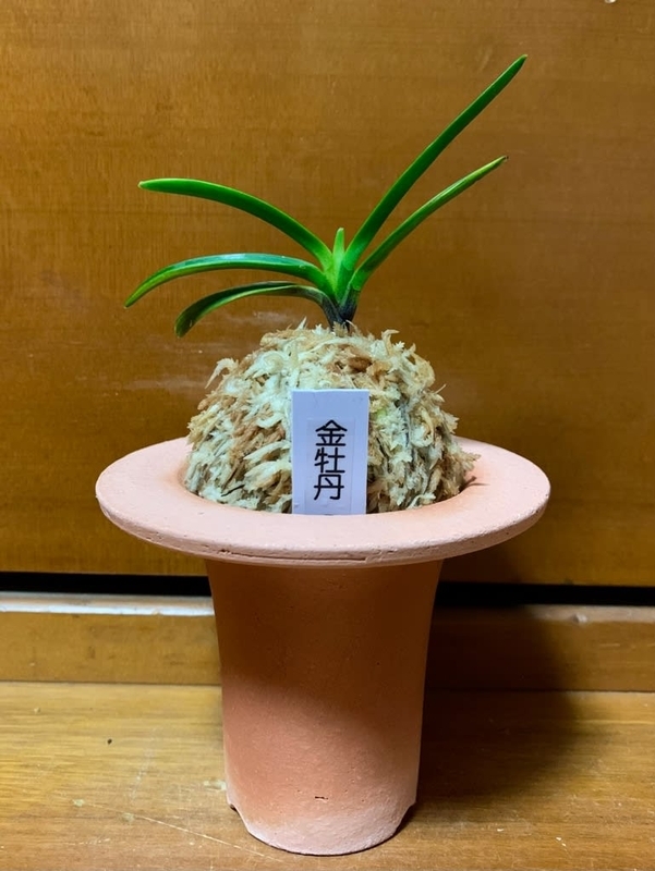 亀谷金牡丹縞 - 純風満蘭（富貴蘭・風蘭ブログ 着生蘭よもやま話）