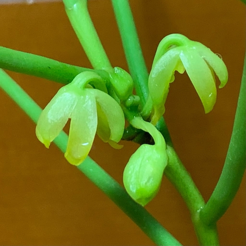 ボウラン（翠雲）の花が咲きました - 純風満蘭（富貴蘭・風蘭ブログ 着