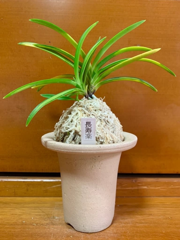 長寿楽 - 純風満蘭（富貴蘭・風蘭ブログ 着生蘭よもやま話）