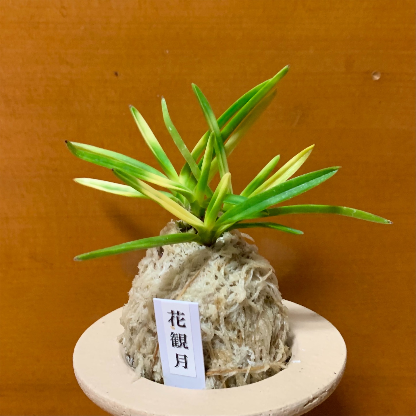 花観月 - 純風満蘭（富貴蘭・風蘭ブログ 着生蘭よもやま話）