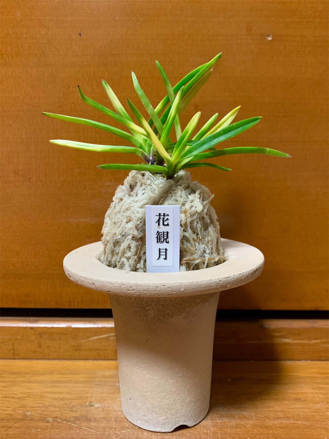 花観月 - 純風満蘭（富貴蘭・風蘭ブログ 着生蘭よもやま話）