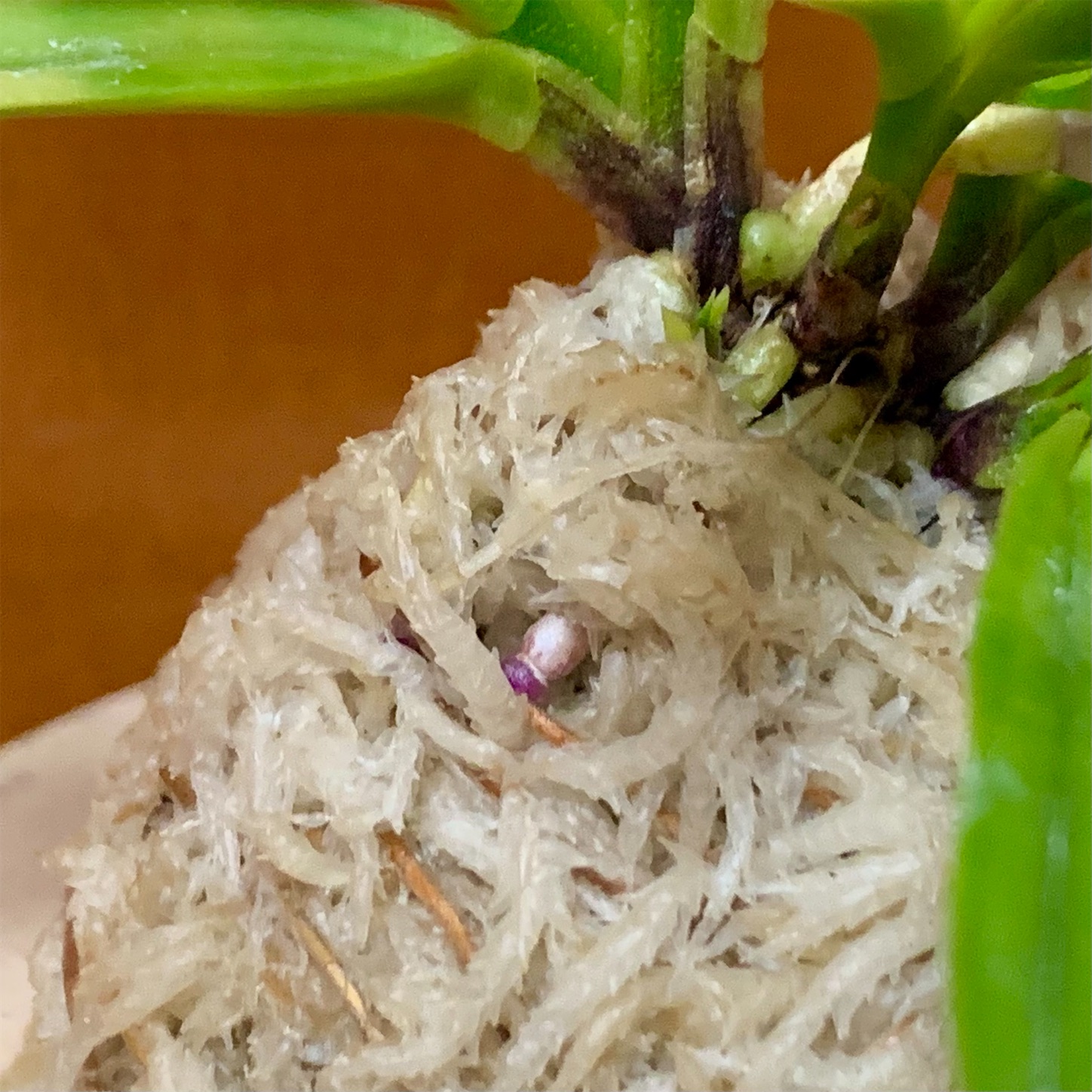 花観月 - 純風満蘭（富貴蘭・風蘭ブログ 着生蘭よもやま話）