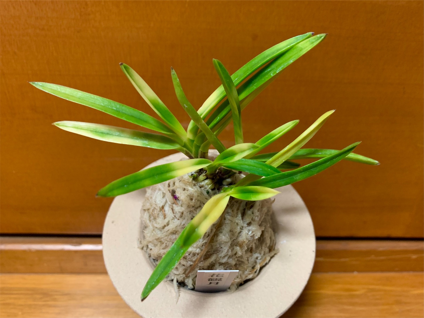 花観月 - 純風満蘭（富貴蘭・風蘭ブログ 着生蘭よもやま話）
