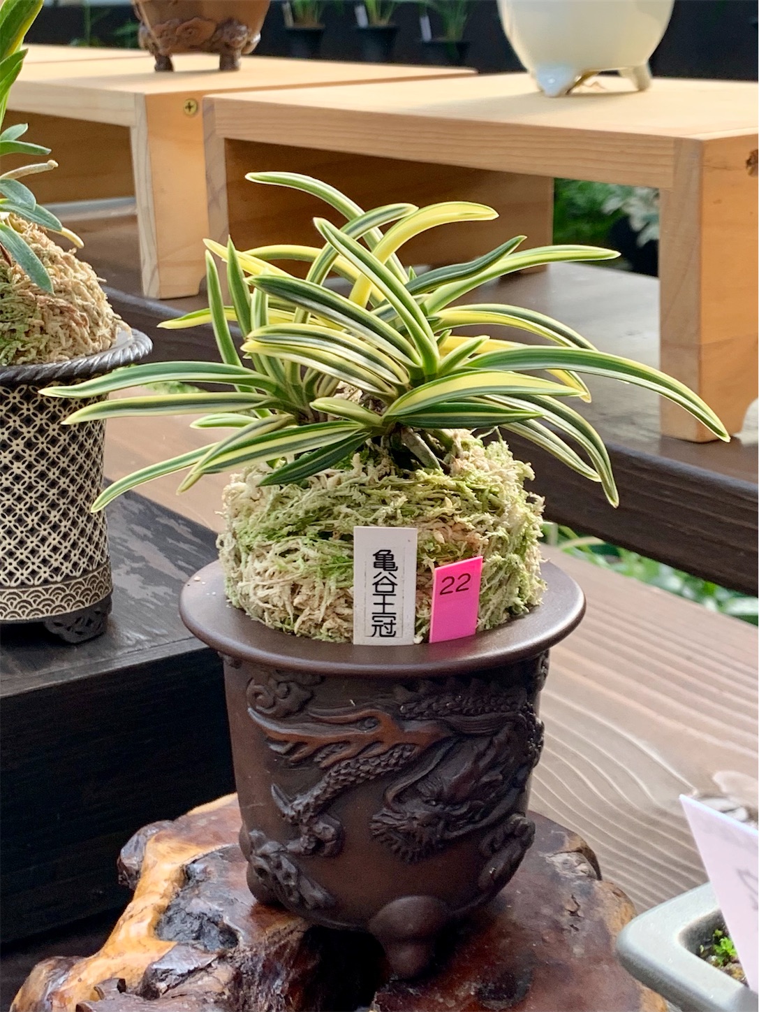 四国山草園 第16回 蘭の自慢会 - 純風満蘭（富貴蘭・風蘭ブログ 着生蘭