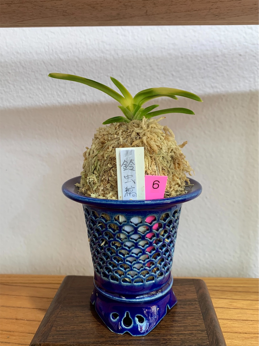 四国山草園 第16回 蘭の自慢会 - 純風満蘭（富貴蘭・風蘭ブログ 着生蘭