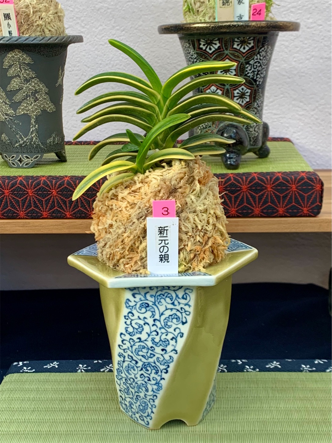 四国山草園 第16回 蘭の自慢会 - 純風満蘭（富貴蘭・風蘭ブログ 着生蘭