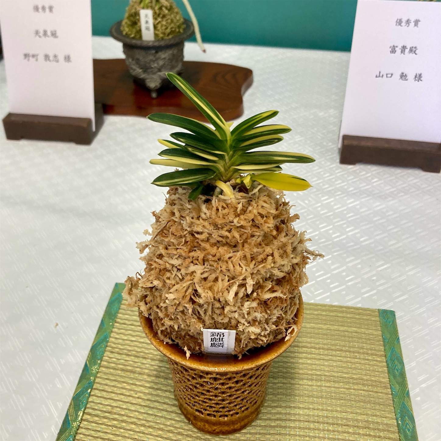 第46回 四国富貴蘭会 展示・交換会 - 純風満蘭（富貴蘭・風蘭ブログ 着