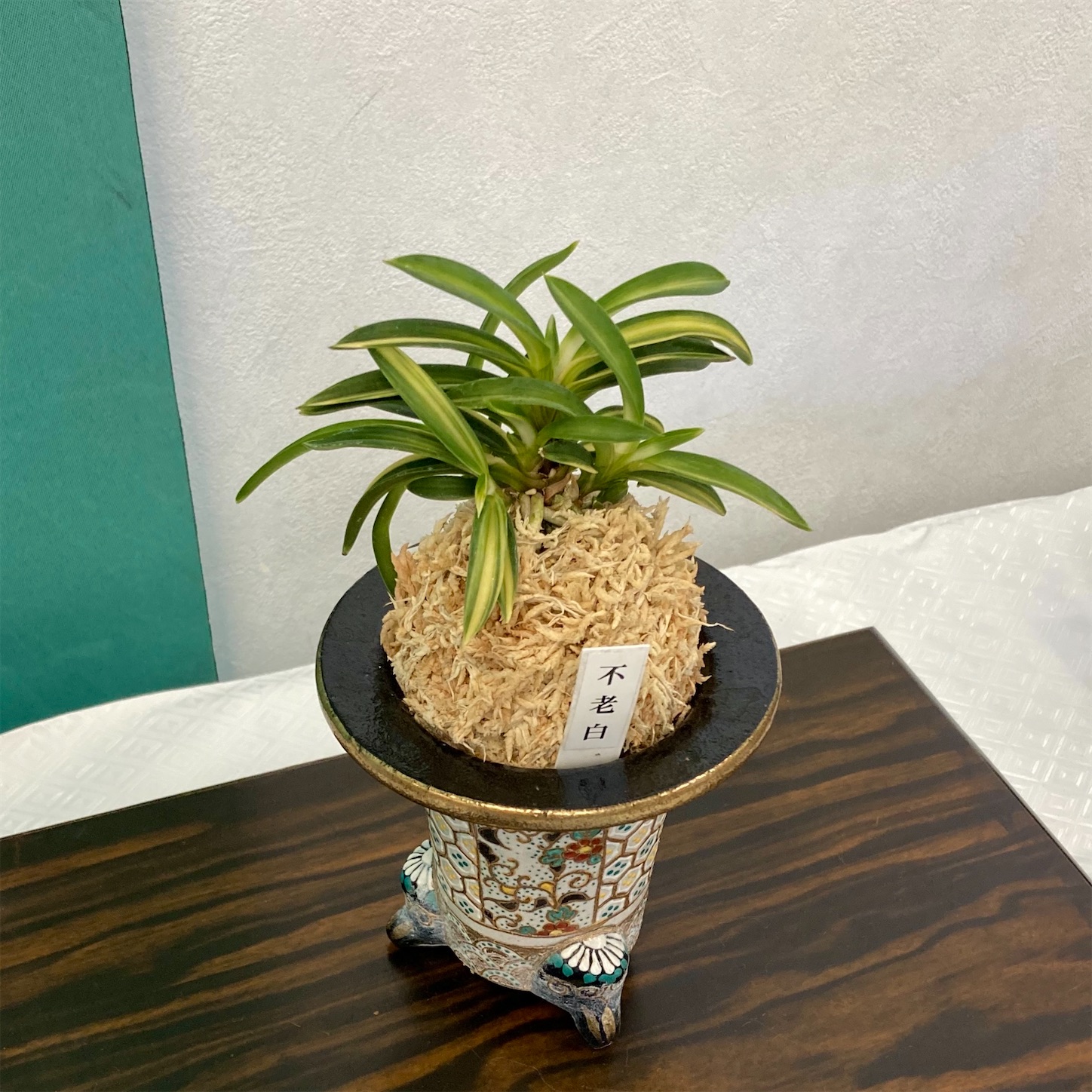 第46回 四国富貴蘭会 展示・交換会 - 純風満蘭（富貴蘭・風蘭ブログ 着