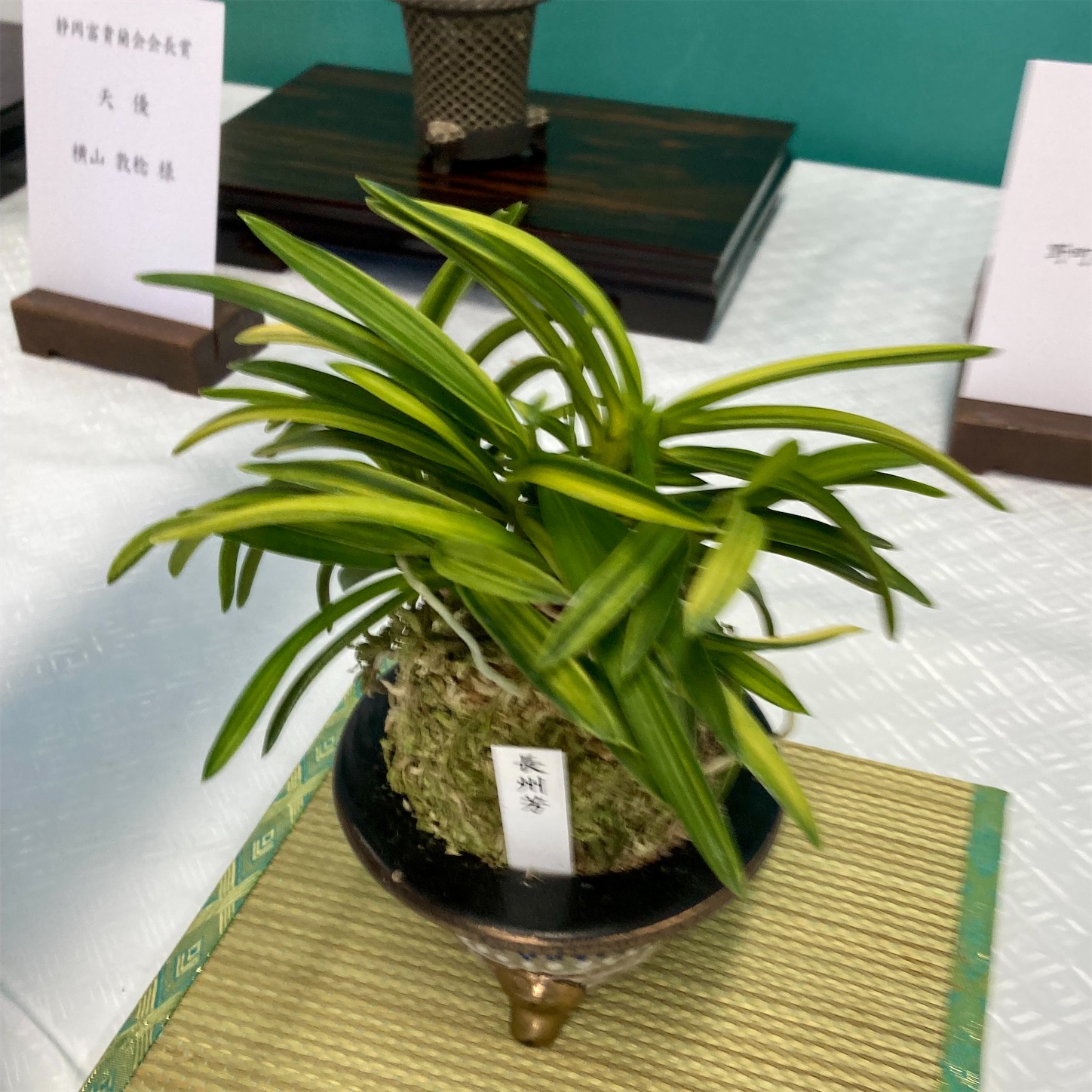 第46回 四国富貴蘭会 展示・交換会 - 純風満蘭（富貴蘭・風蘭ブログ 着