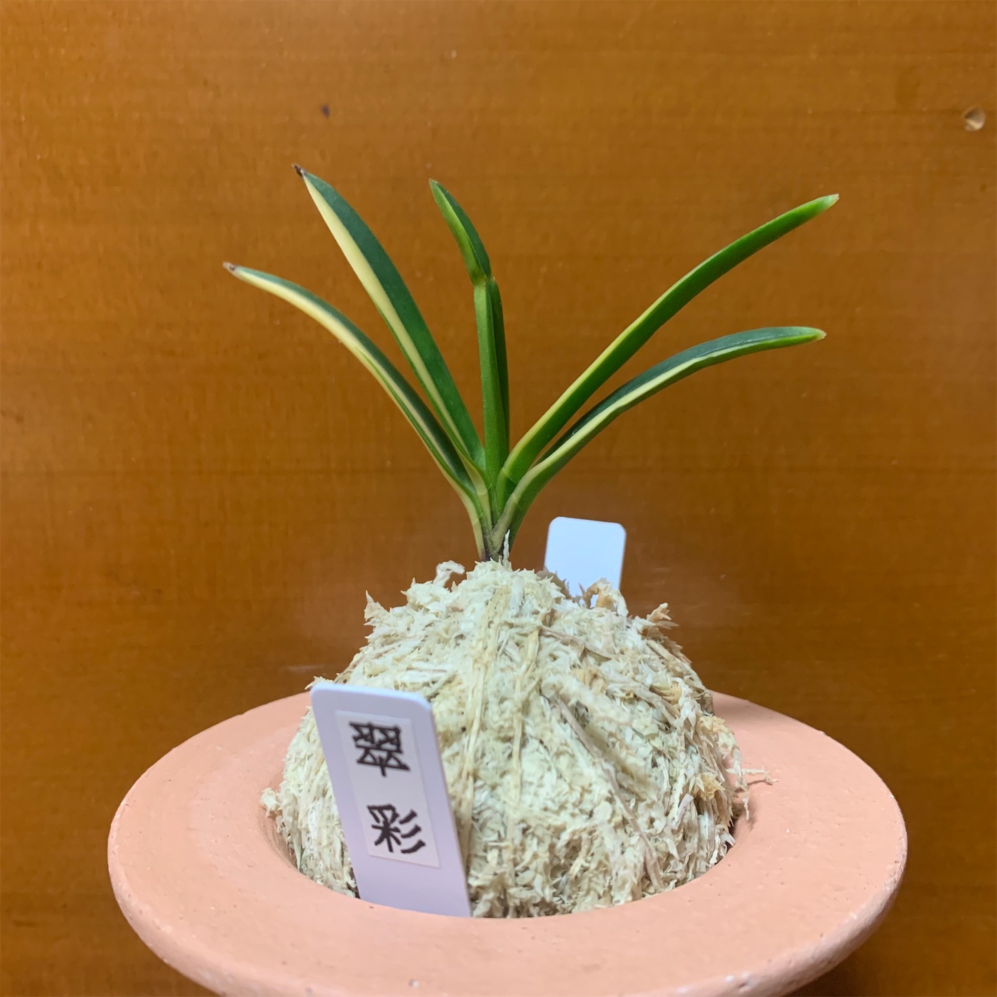 【春トク祭り】富貴蘭「彩冠」非の打ち所がない種木極上柄‼︎ 翠彩 - 純風満蘭（富貴蘭・風蘭ブログ 着生蘭よもやま話）