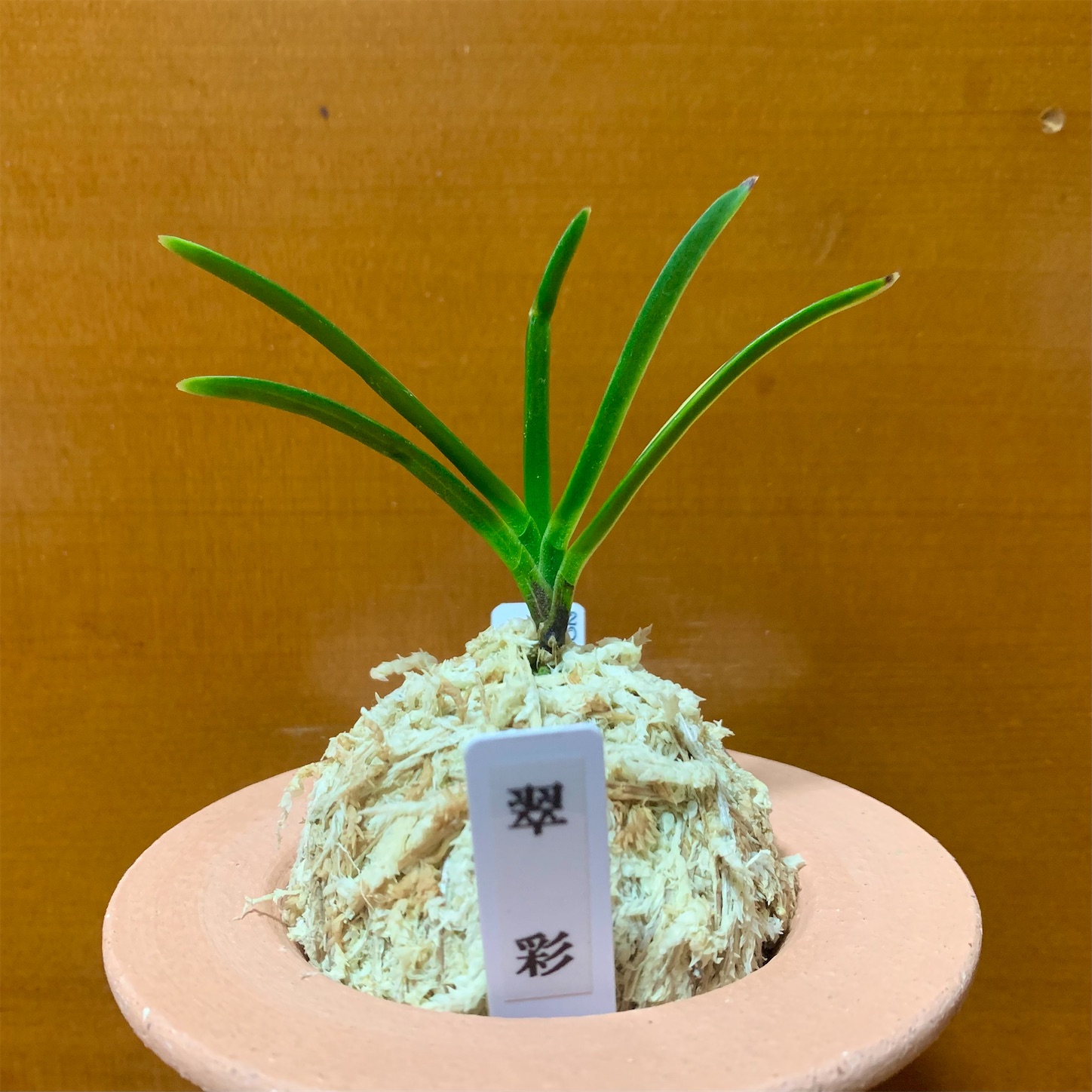 翠彩 - 純風満蘭（富貴蘭・風蘭ブログ 着生蘭よもやま話）