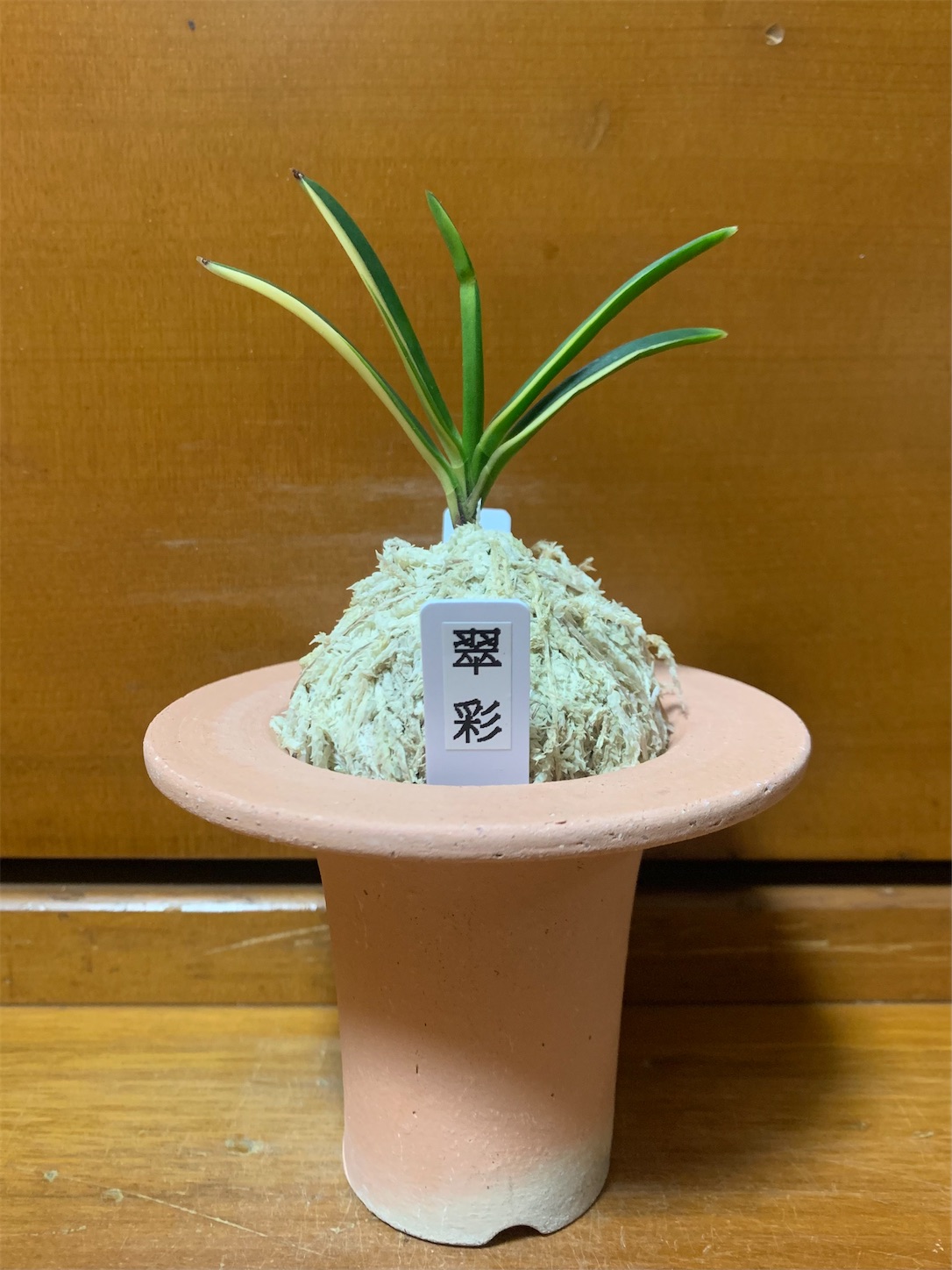 翠彩 - 純風満蘭（富貴蘭・風蘭ブログ 着生蘭よもやま話）