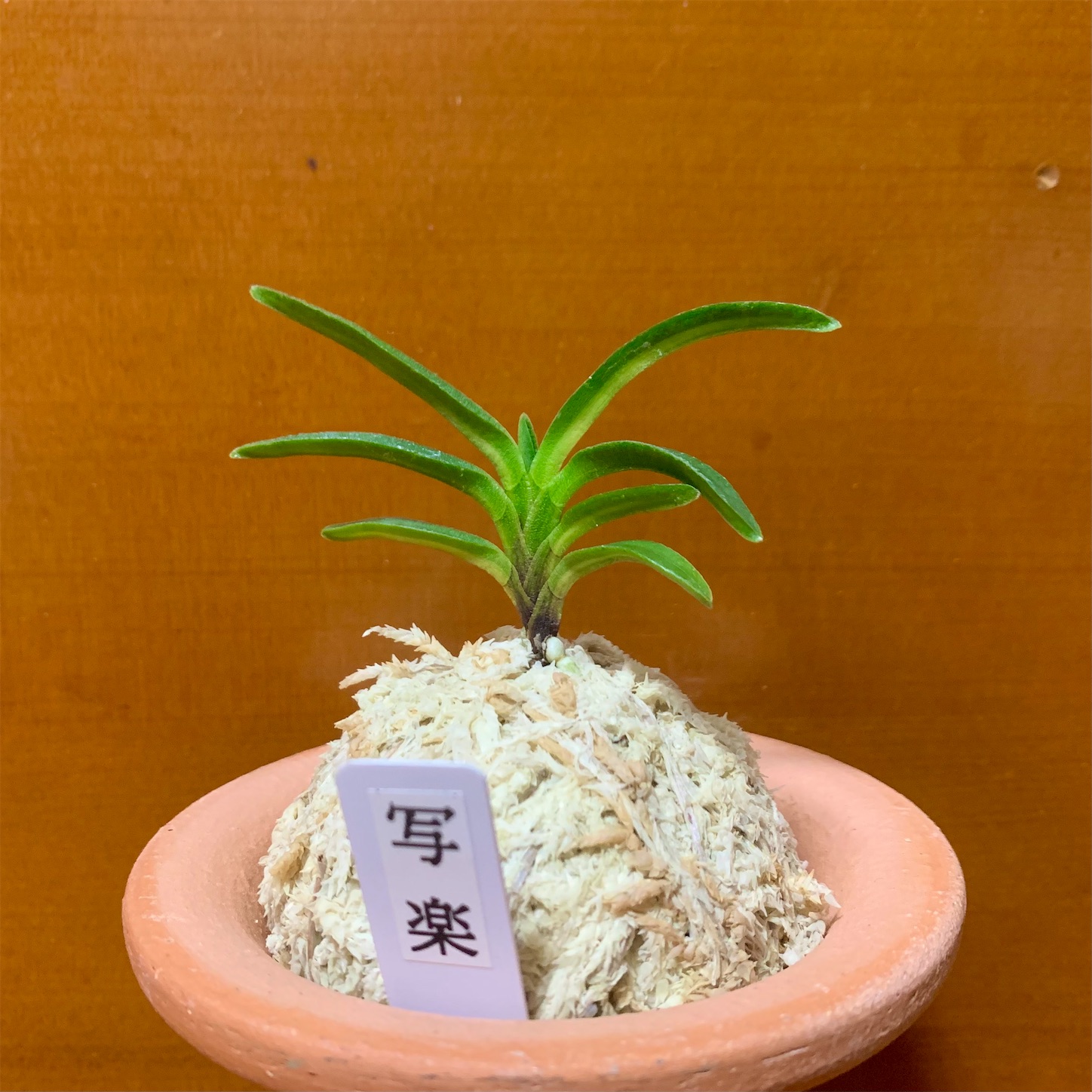 写楽 - 純風満蘭（富貴蘭・風蘭ブログ 着生蘭よもやま話）