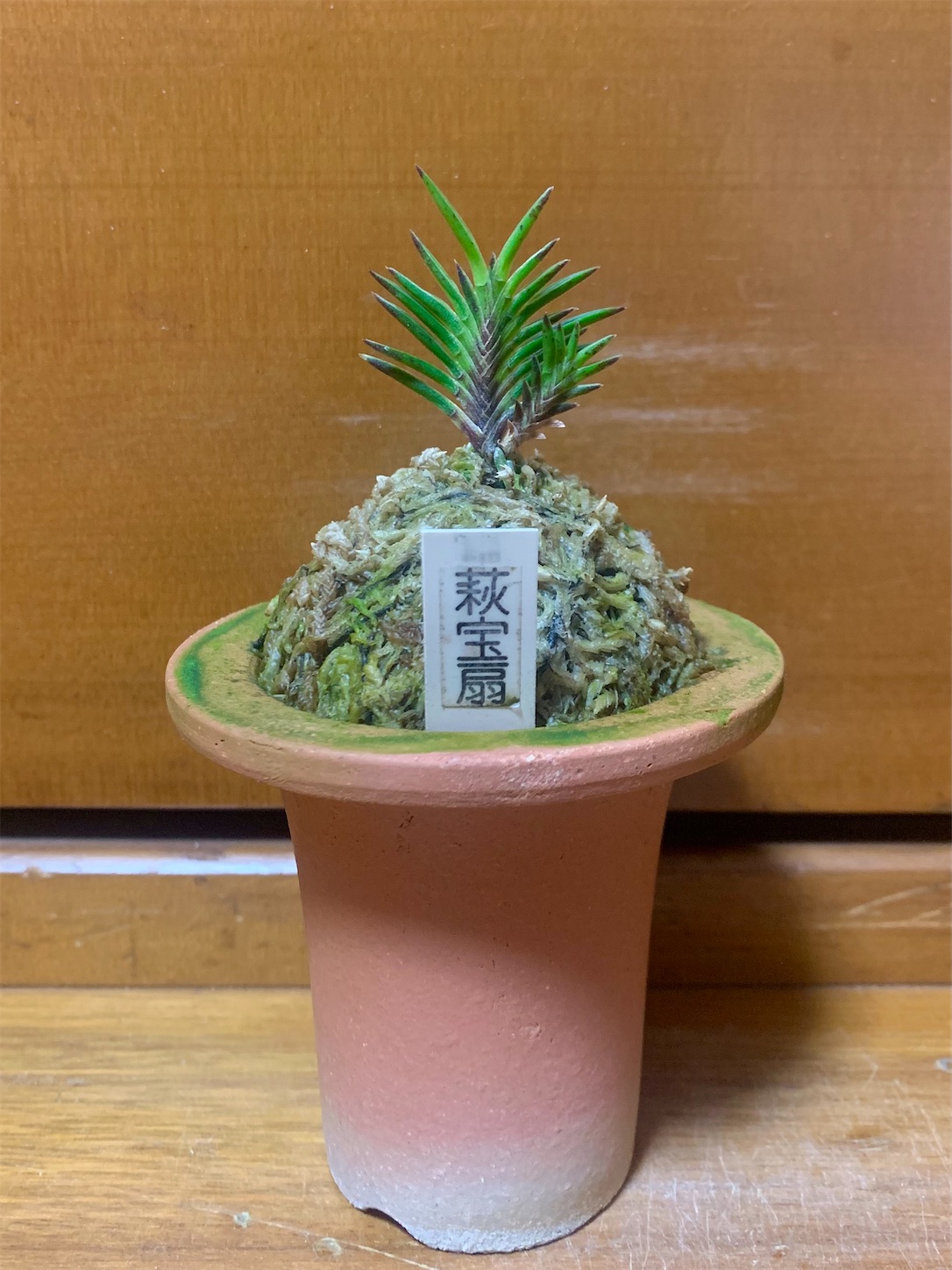 萩宝扇 - 純風満蘭（富貴蘭・風蘭ブログ 着生蘭よもやま話）