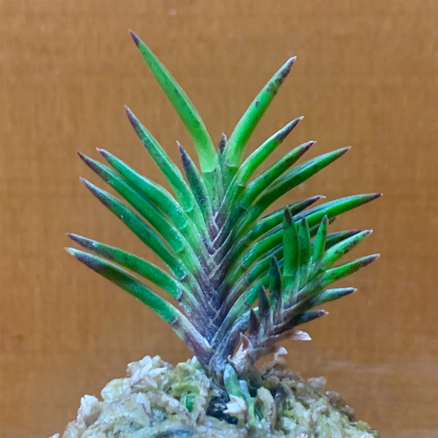 富貴蘭　必見！!島宝扇 富貴蘭【萩宝扇】 | 富貴蘭を楽しんでブログ
