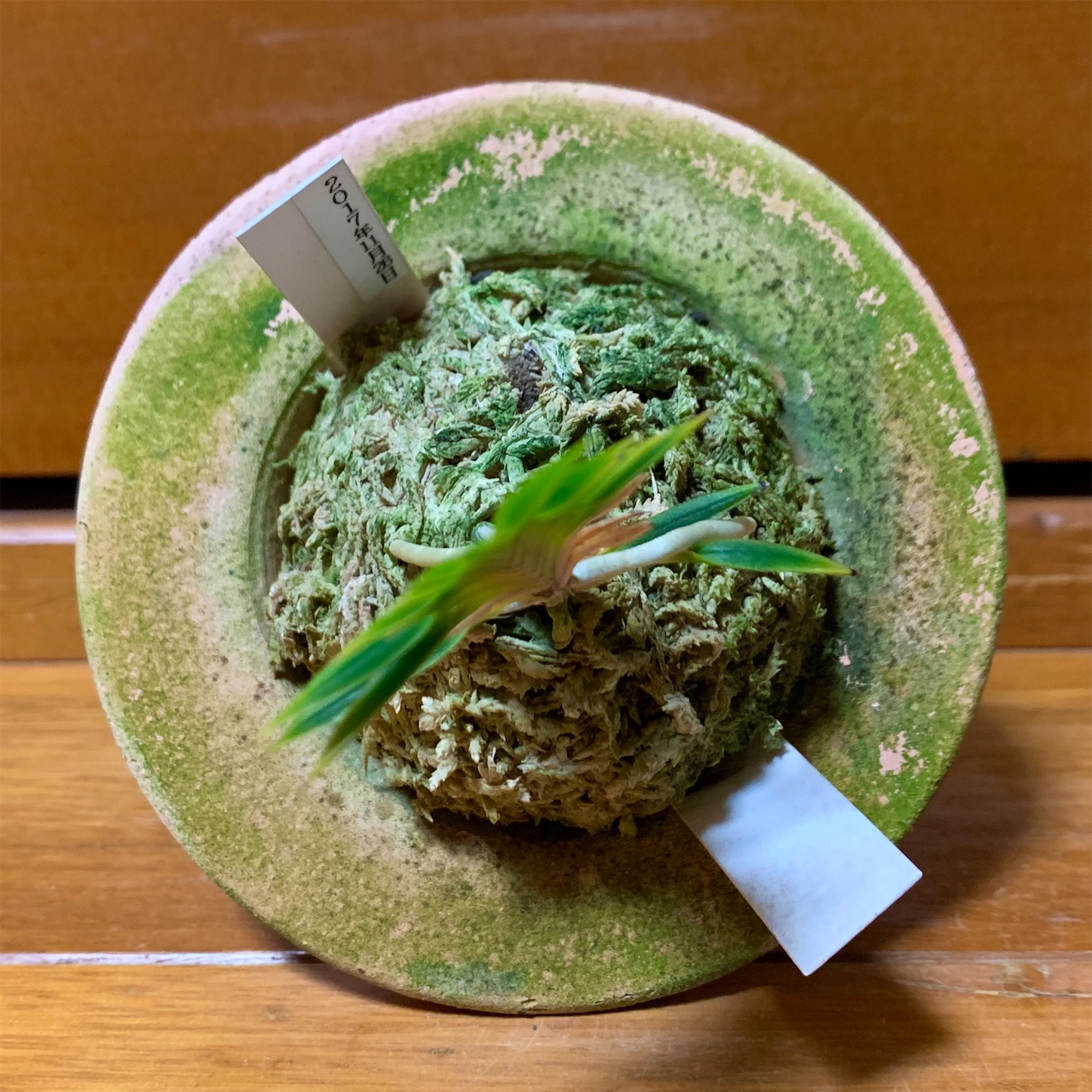 出雲宝扇 - 純風満蘭（富貴蘭・風蘭ブログ 着生蘭よもやま話）