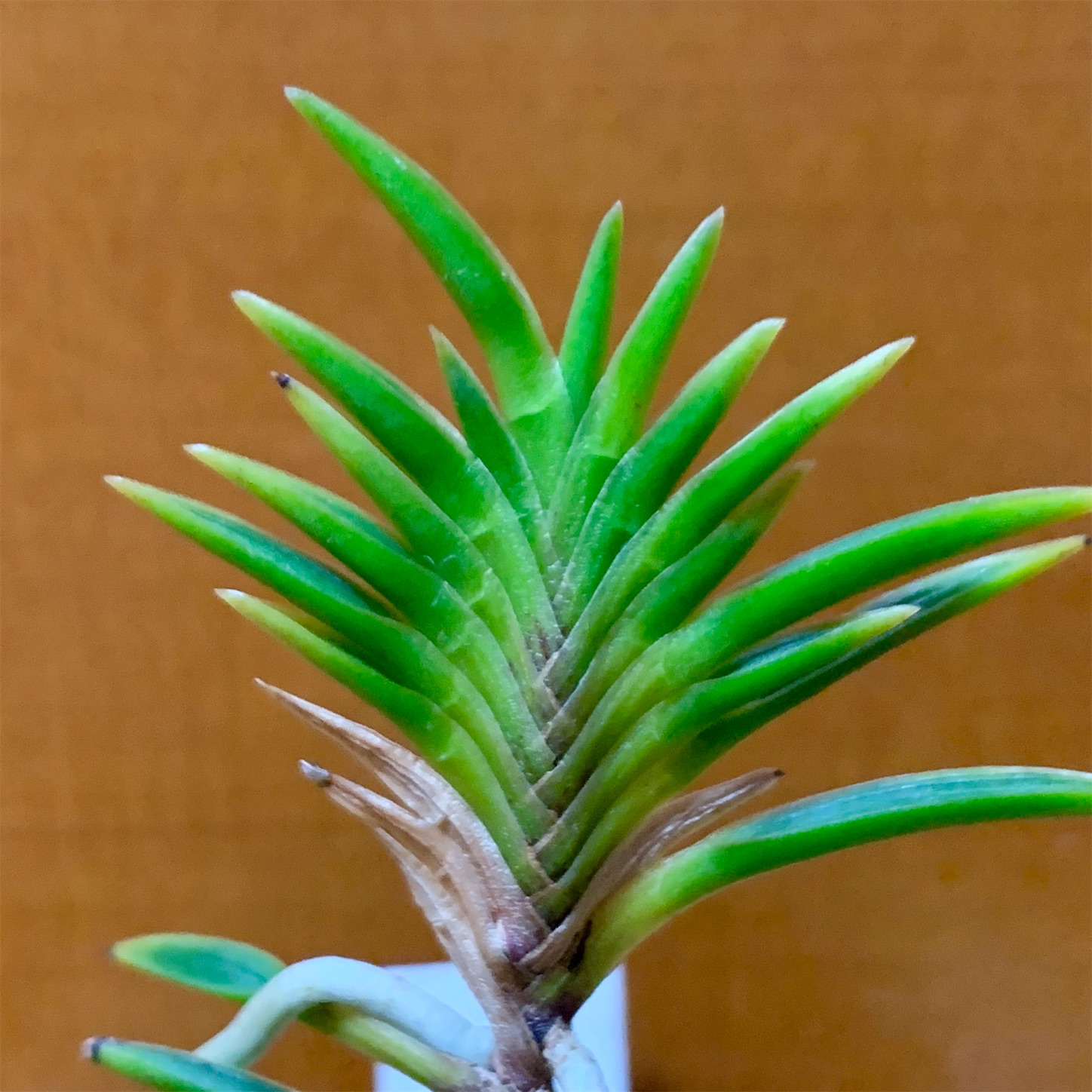 出雲宝扇 - 純風満蘭（富貴蘭・風蘭ブログ 着生蘭よもやま話）