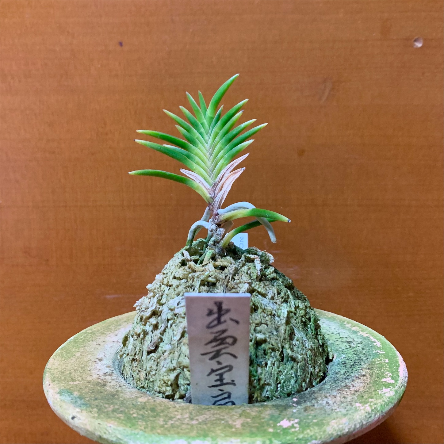 【至宝の逸品】富貴蘭　出雲宝扇 出雲宝扇 - 純風満蘭（富貴蘭・風蘭ブログ 着生蘭よもやま話）