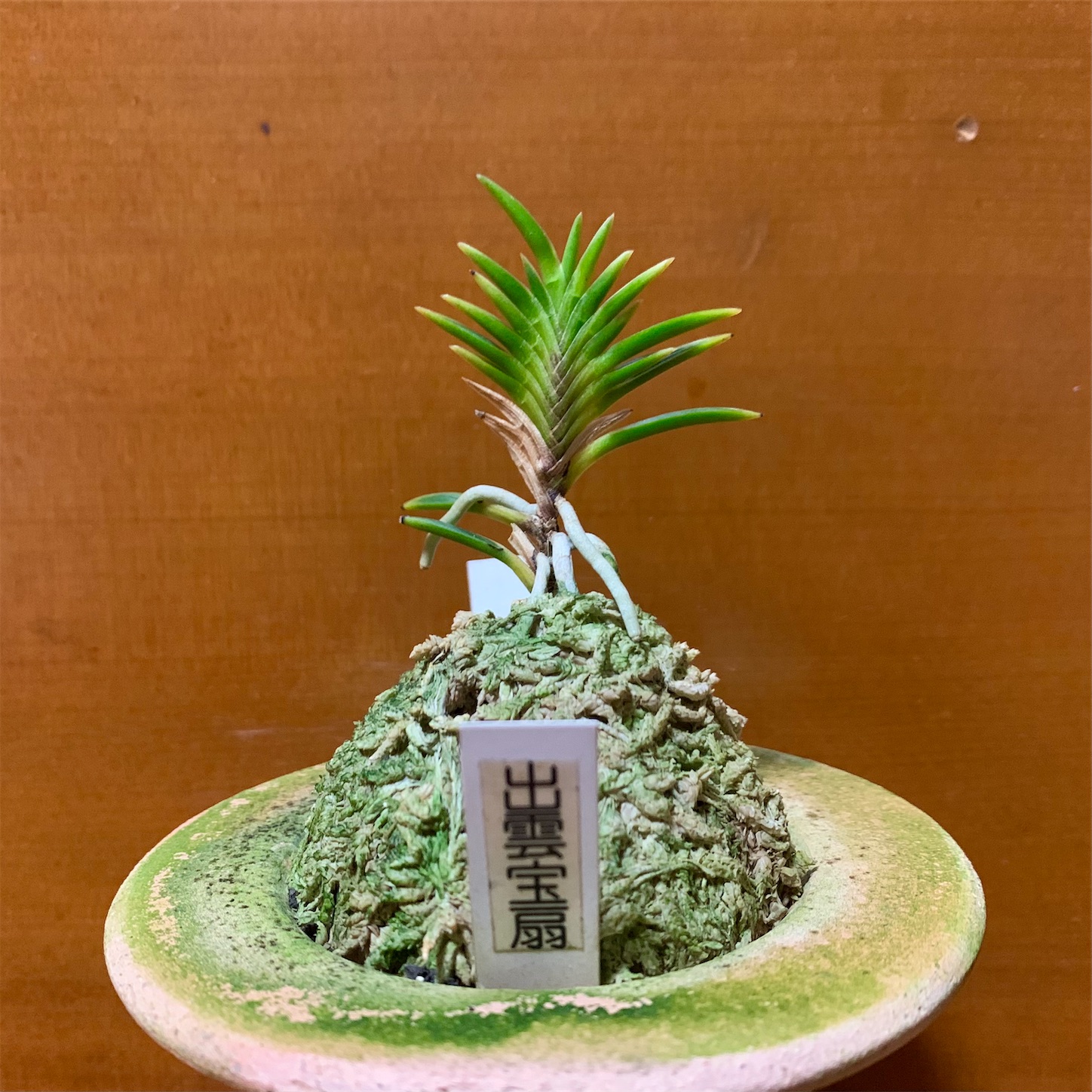 出雲宝扇 - 純風満蘭（富貴蘭・風蘭ブログ 着生蘭よもやま話）