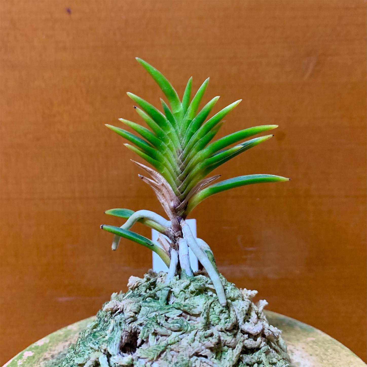 出雲宝扇 - 純風満蘭（富貴蘭・風蘭ブログ 着生蘭よもやま話）