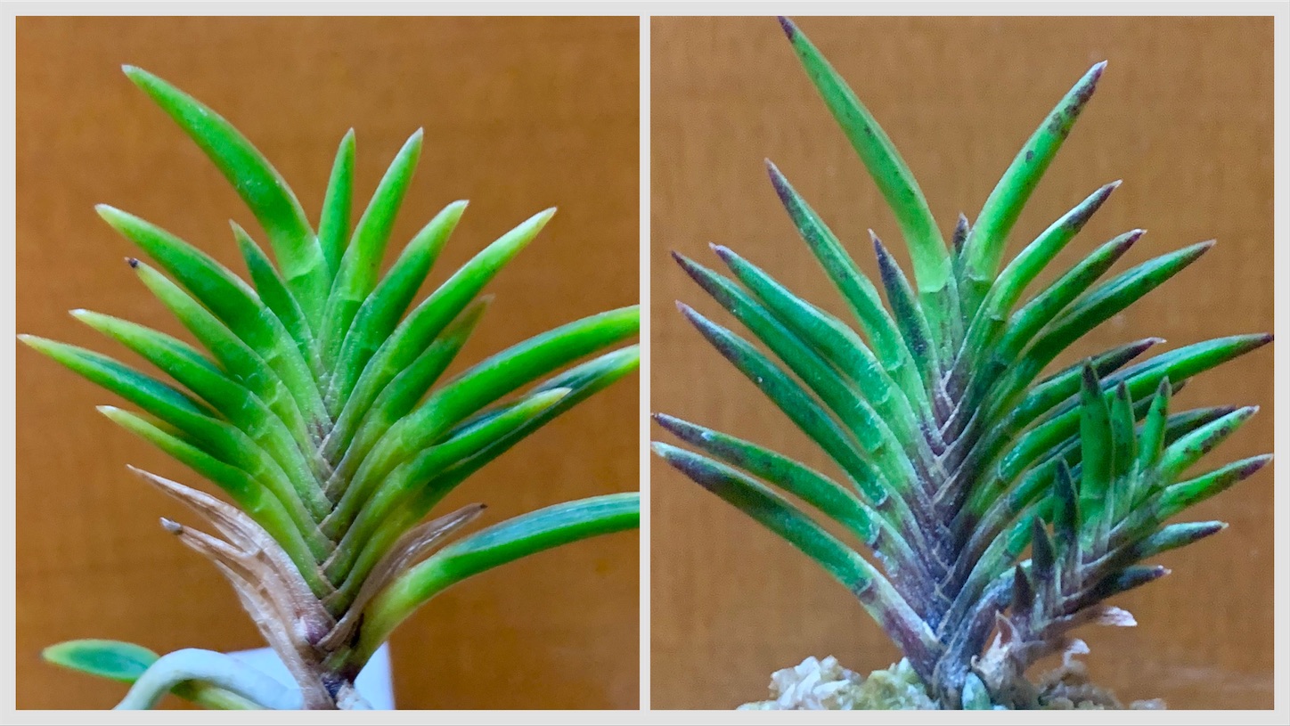 出雲宝扇 - 純風満蘭（富貴蘭・風蘭ブログ 着生蘭よもやま話）