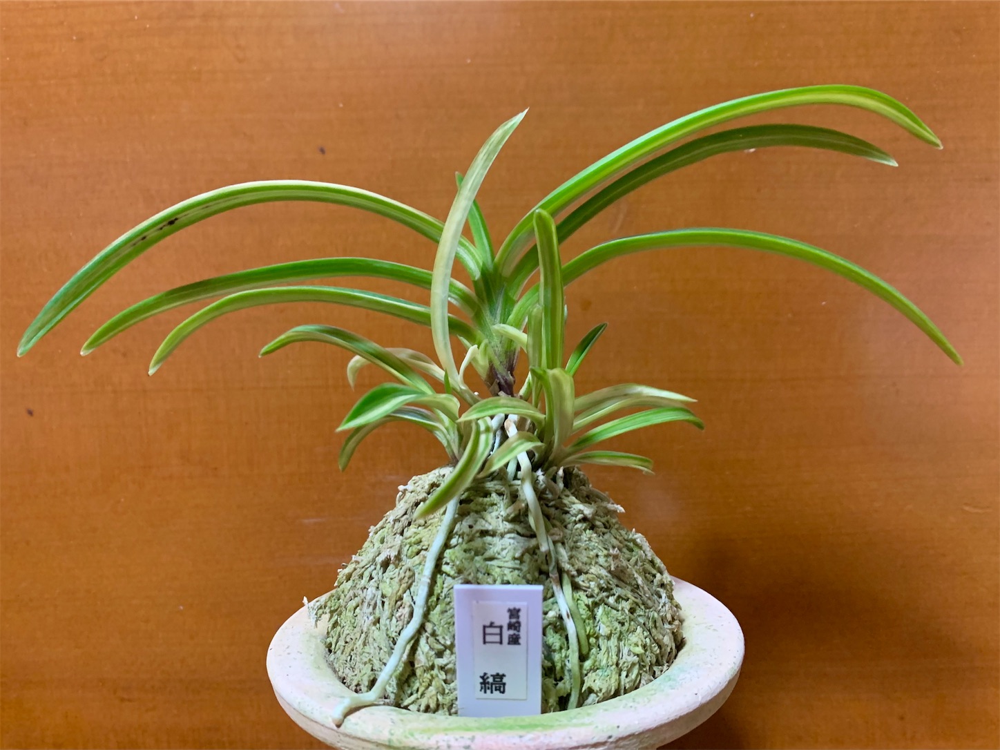 宮崎産 白縞 - 純風満蘭（富貴蘭・風蘭ブログ 着生蘭よもやま話）