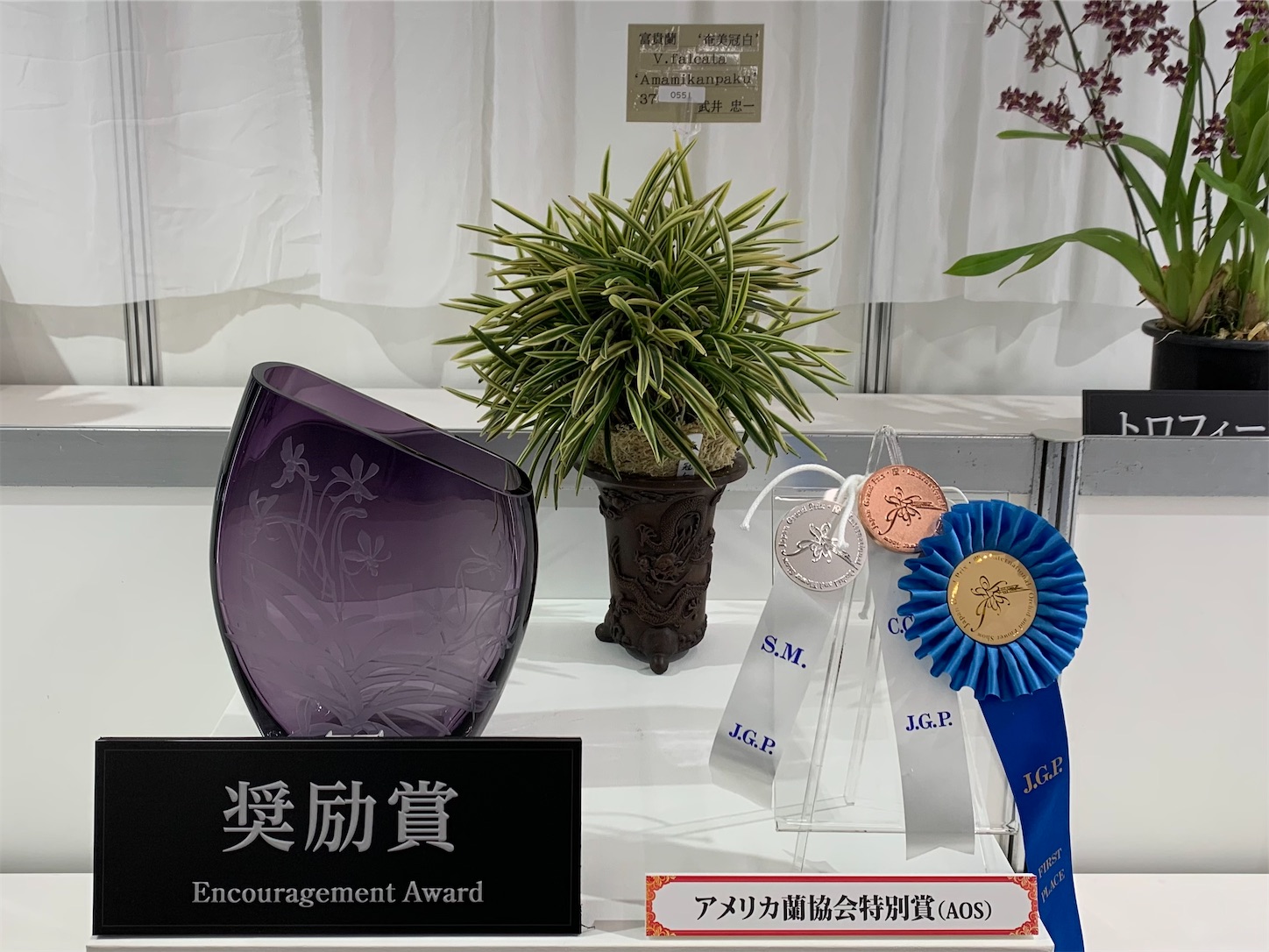 世界らん展2026に行ってきました - 純風満蘭（富貴蘭・風蘭ブログ 着生