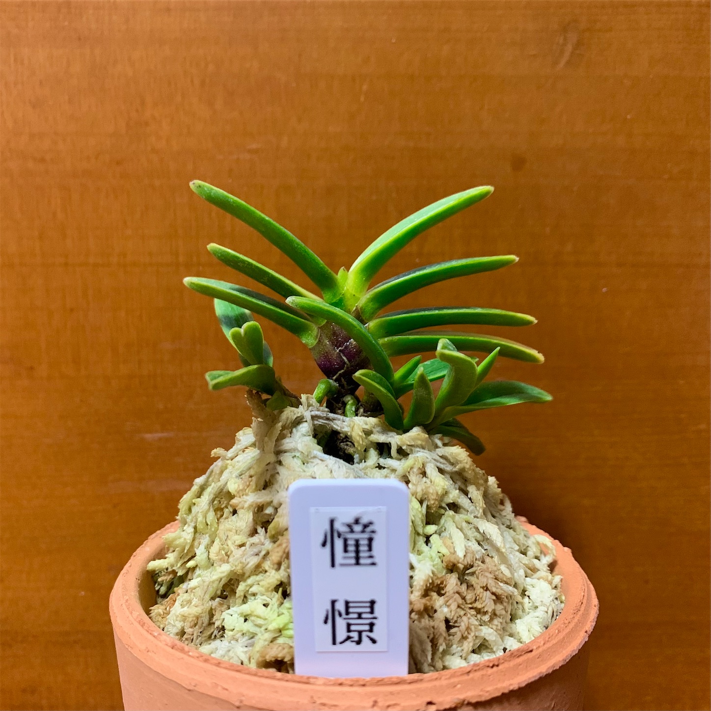 憧憬 - 純風満蘭（富貴蘭・風蘭ブログ 着生蘭よもやま話）