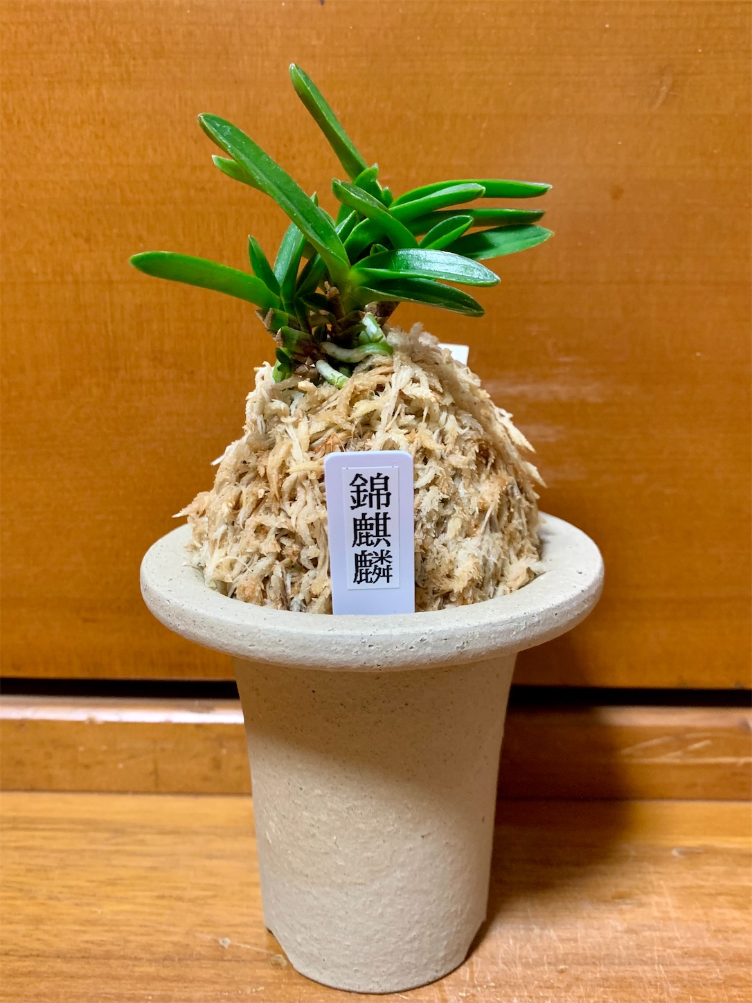 錦麒麟 - 純風満蘭（富貴蘭・風蘭ブログ 着生蘭よもやま話）